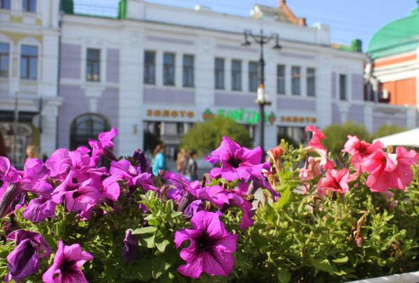 Городские цветы картинки