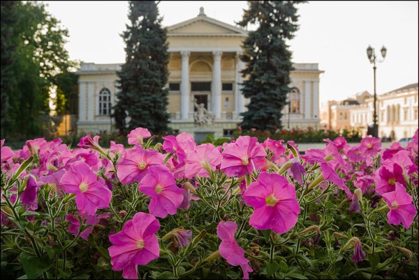 Анютины глазки цветы на клумбе