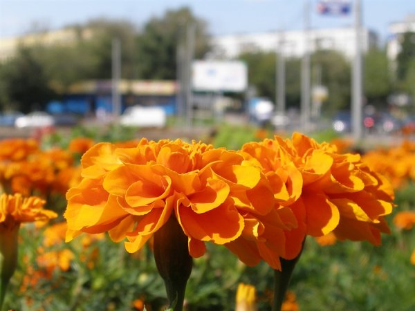 А В парках городских тюльпаны