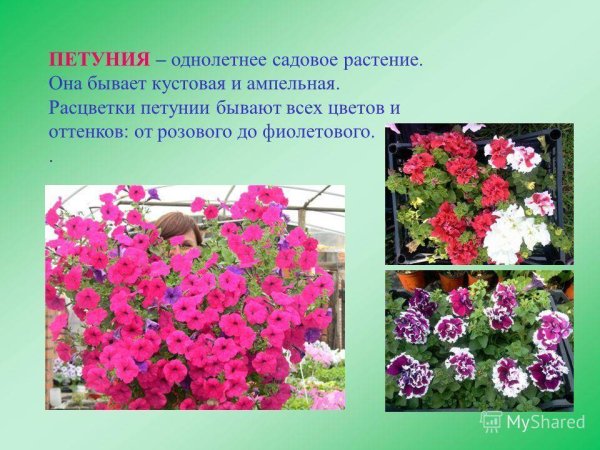 Однолетники петуния
