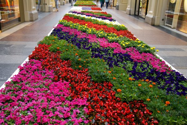 Клумба бабочка Курск Ленина