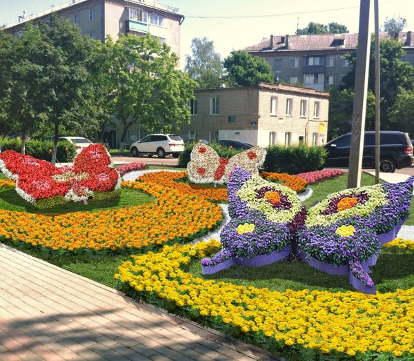 Рабатка Тунберга