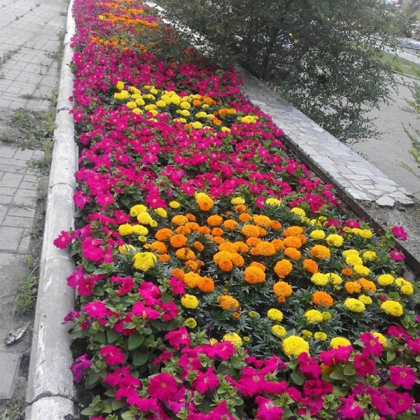 Весенние городские цветы