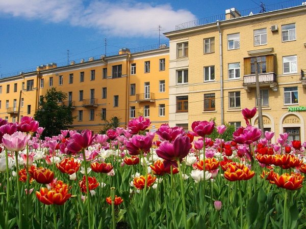 Петуния клумба Петербург