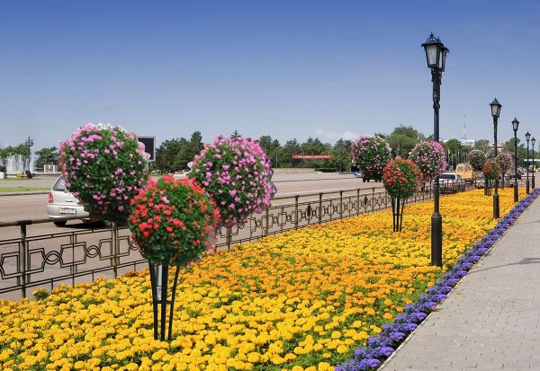 Городские цветы