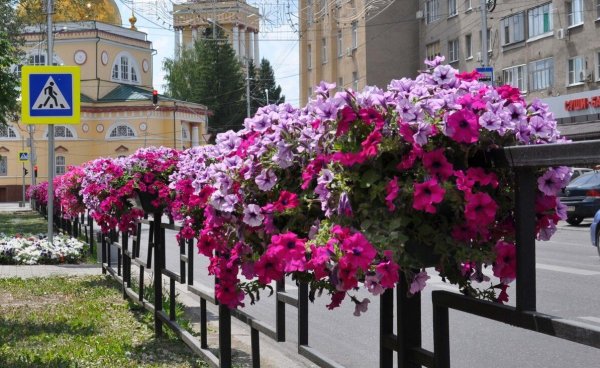 Клумбы в городе
