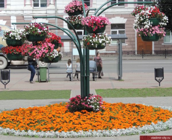 Однолетники для вертикального озеленения