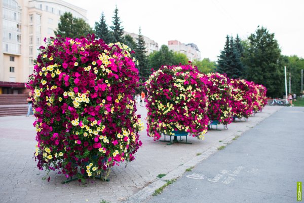 Клумбы Петра Великого