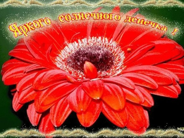 Доброе утро герберы с пожеланиями