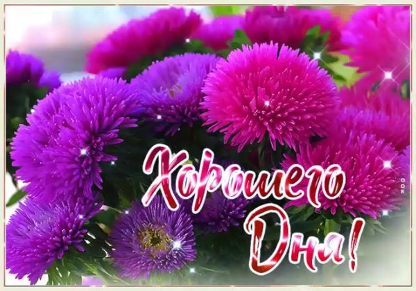 Доброго дня хризантемы