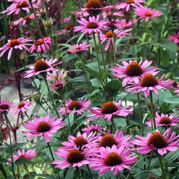 Эхинацея пурпурная Полянка
