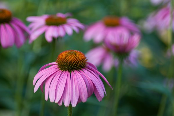 Эхинацея Echinacea Orange Skipper