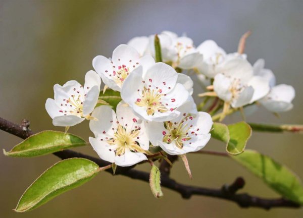 Pear Blossom
