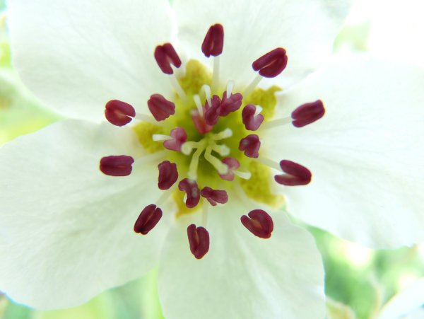 Pear Blossom