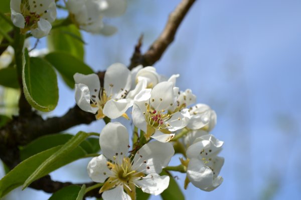 Pear Blossom