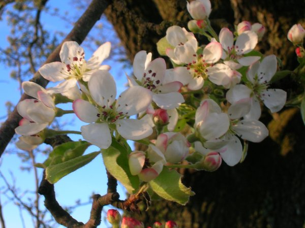 Pyrus betulifolia