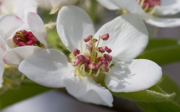 Pear Blossom
