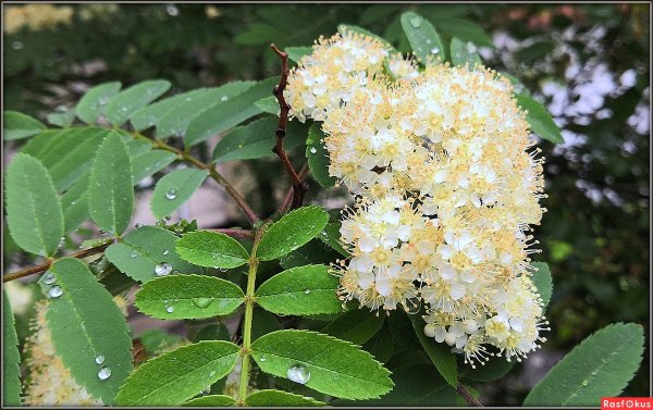 Цветки Sorbus aucuparia