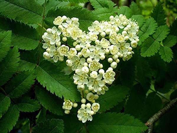 Рябина Sorbus aucuparia Цветущая