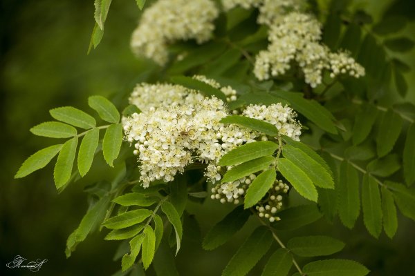 Рябина курчавая