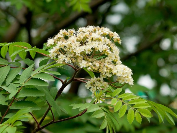 Sorbus aucuparia цветет