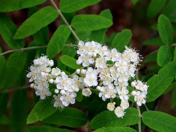 Рябина Sorbus aucuparia Цветущая