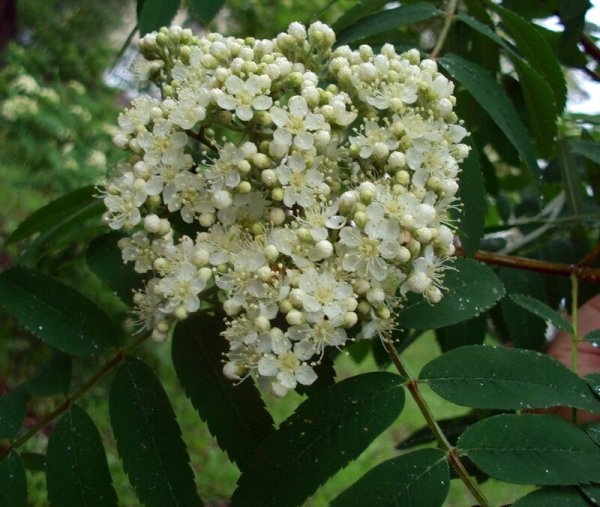 Sorbus aucuparia цветет