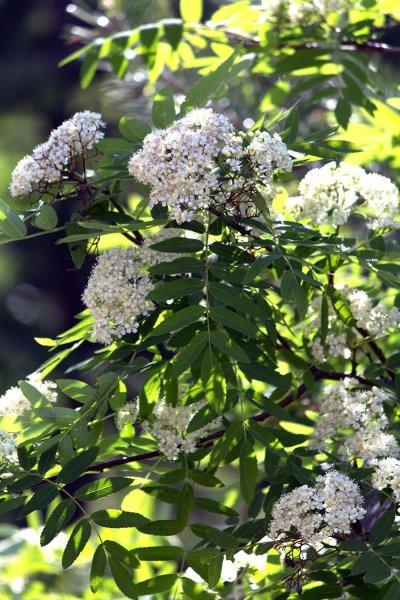 Цветки Sorbus aucuparia