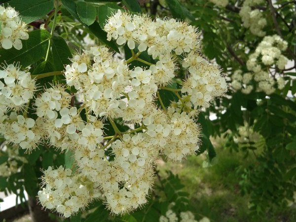 Рябина Арнольда «White Wax»