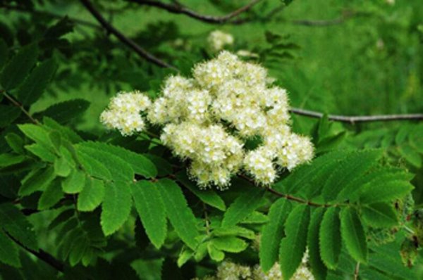 Рябина Sorbus aucuparia Цветущая