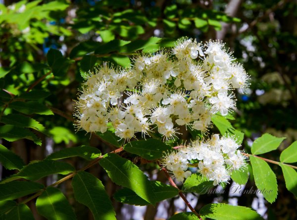 Sorbus aucuparia цветет