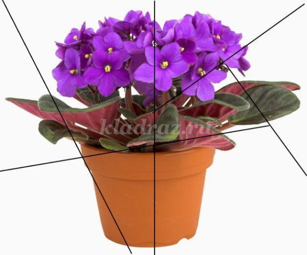 Комнатные цветы для детей