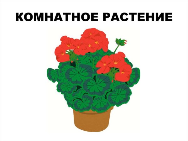 Комнатные растения для детей