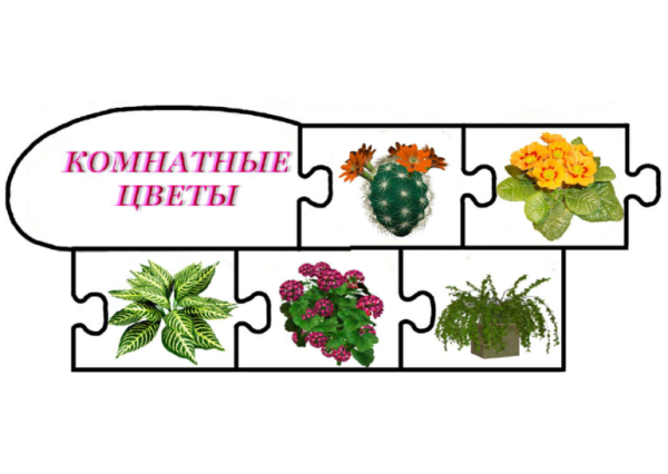 Комнатные растения для детей