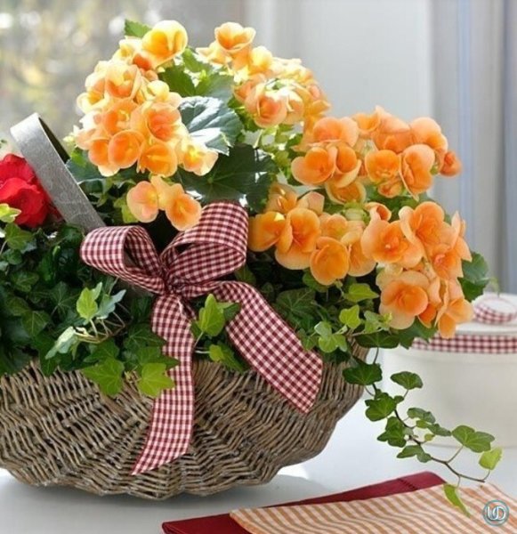 Корзинка хорошего настроения