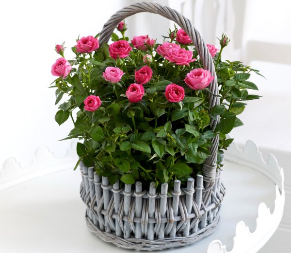 Красивый букет в горшке