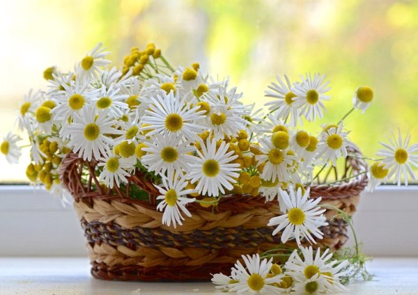 Солнечный букет ромашек
