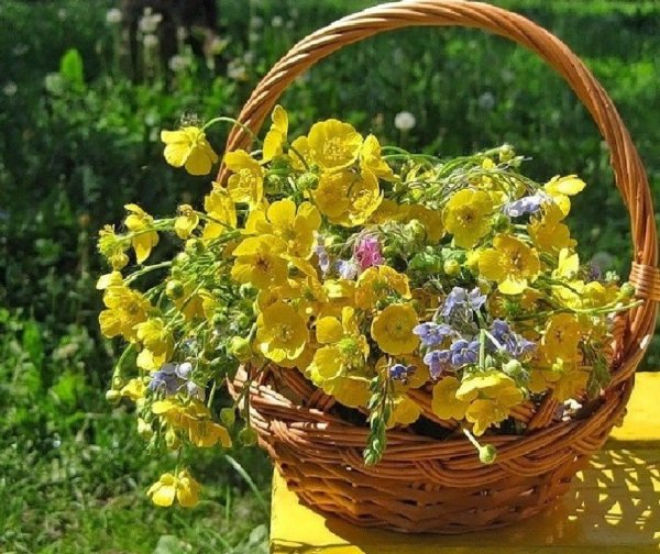 Полевые цветы в корзинке