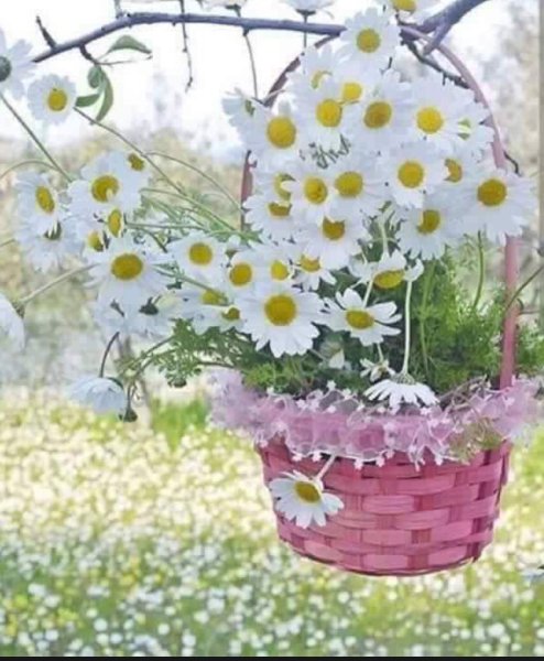 Ромашки в корзине