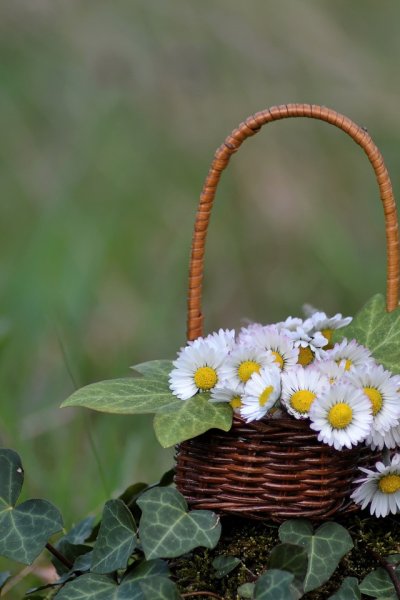 Корзинка с маргаритками