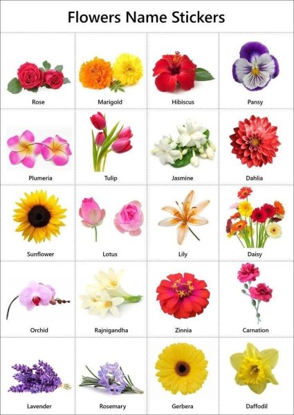 Садовые цветы с фото, названиями и описаниями