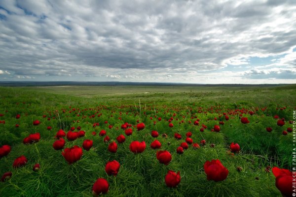 Пион тонколистный Воронец