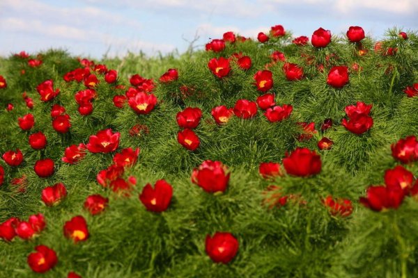 Горицвец красного цвета, Лазорик