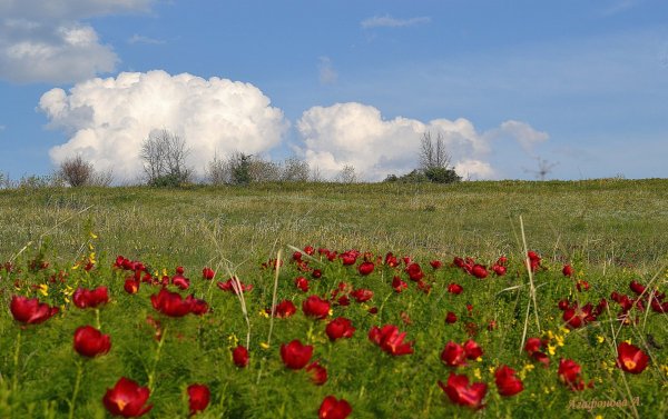 Дикий пион Воронец