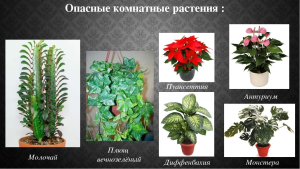 Монстера Диффенбахия плющ