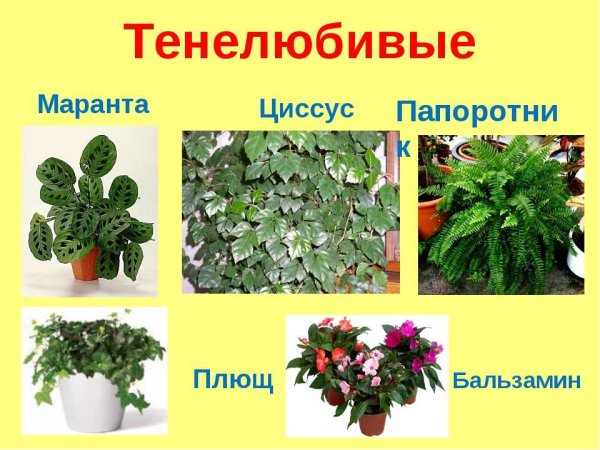 Бальзамин циссус