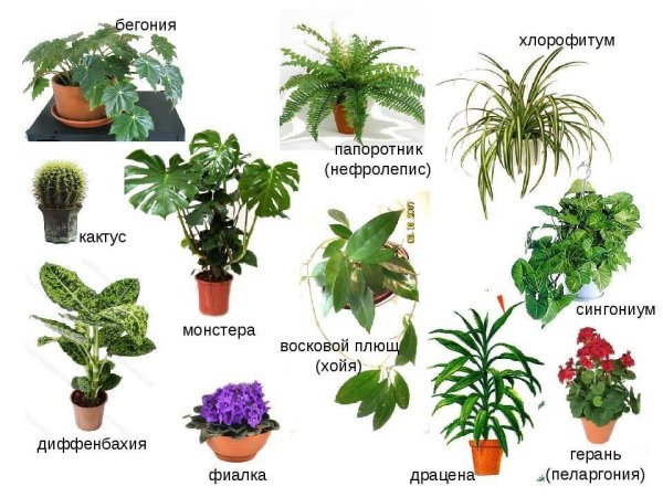 Клмнатныетрастения названия