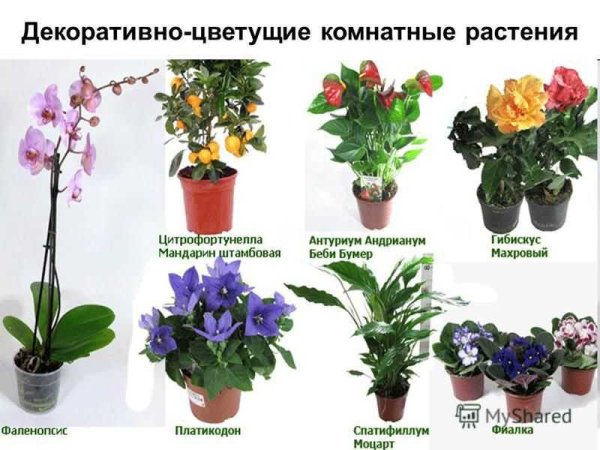 Комнатные растения названия