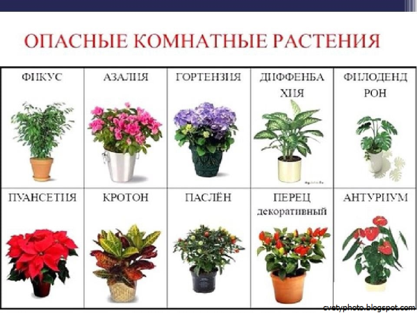 Комнатные цветы с названиями