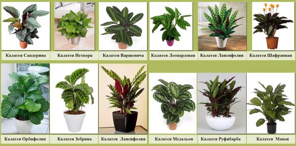 Комнатные цветы с названиями